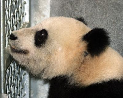 pandalele2letmeout.jpg