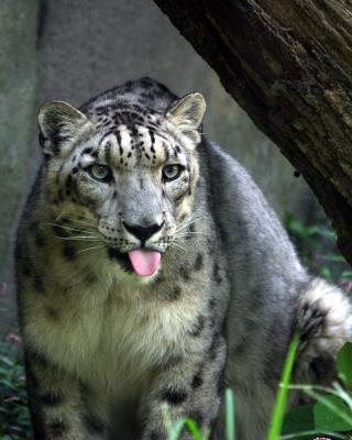 snowleopardtongue.jpg