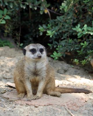 meerkatcute.jpg