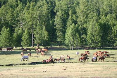 u32/jvd/medium/31410953.Mongoli2004808793.jpg