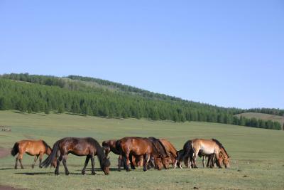 u32/jvd/medium/31410955.Mongoli2004811796.jpg