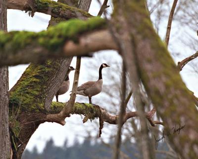 Canada Tree Goose
