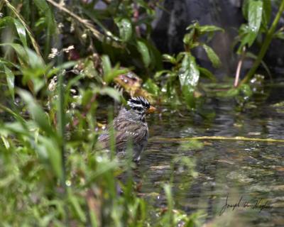 White-crowned Sparrow
