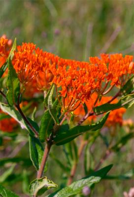 orange butterfly weed