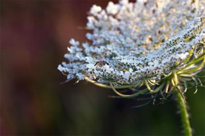 queen anne's lace.with visitor