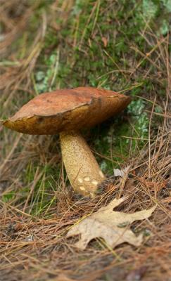 mushroom. boletus