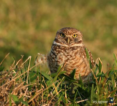 burrowing owl in evening light