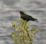 redwing blackbird