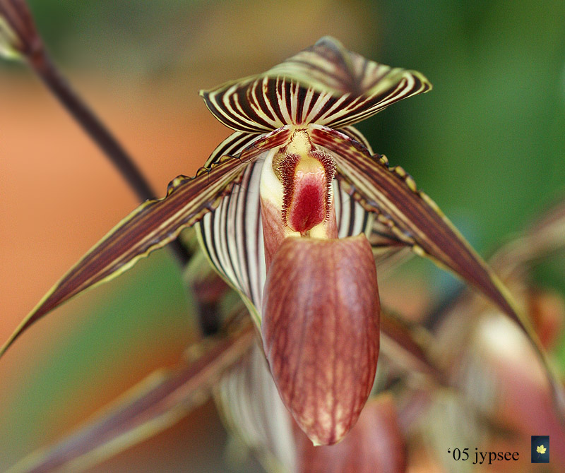 slipper orchid