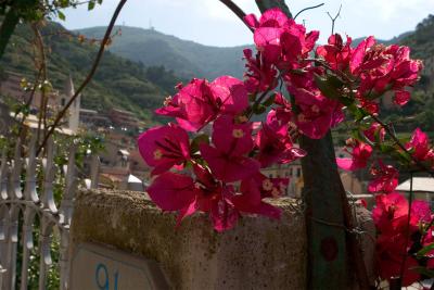 Flowers in Riomaggiore
