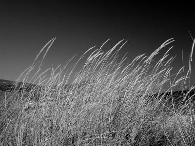 Windy