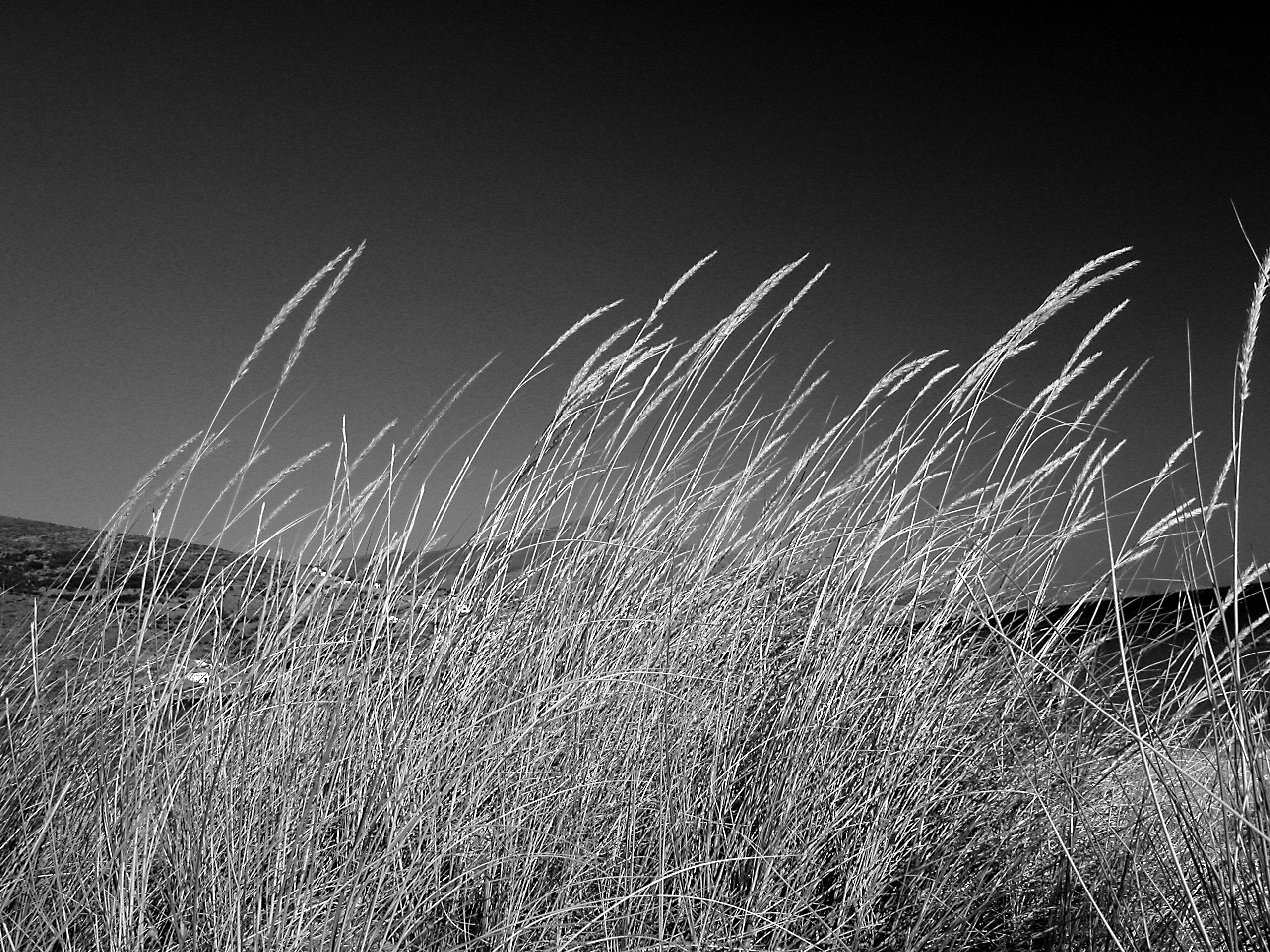 Windy