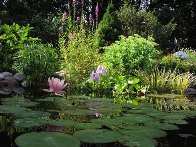 u32/karenfrogpond/medium/31584445.PatioJoe.jpg