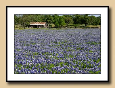 BlueBonnetBarn.jpg