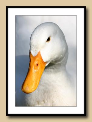 DuckHead.jpg