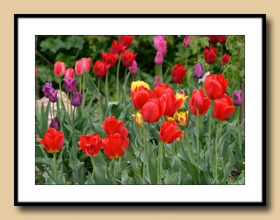 MulticoloredTulips.jpg