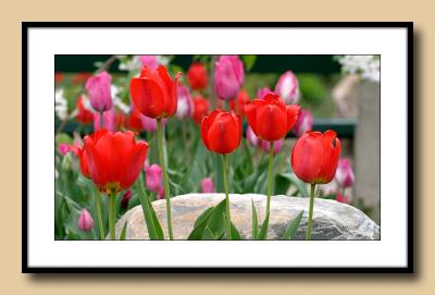 TulipsForeground.jpg