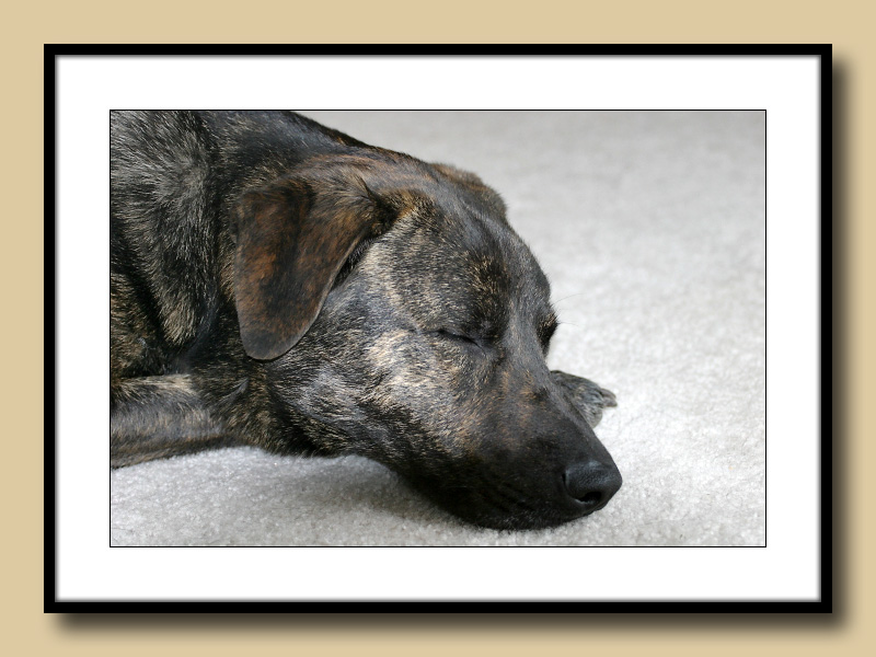 LetSleepingDogsLie.jpg