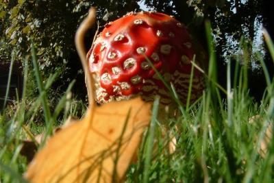 Fly Agaric