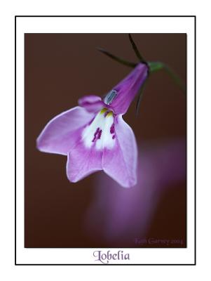 Lobelia