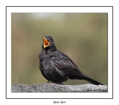 Black Bird