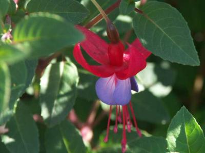 040712 Fuchsia