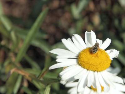 040712 Busy Bee
