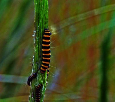 040717 A Few Caterpillars