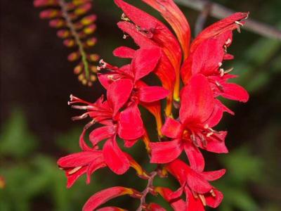 040716 Crocosmia  Lucifer