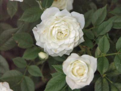 040718 Rose