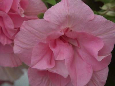 040718 Petunia