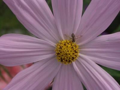 040718 Daisy With A Bee