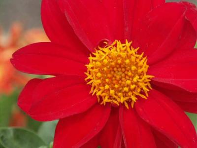 040718 Dahlia