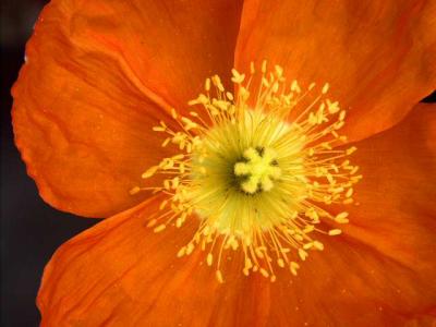 040718 Poppy