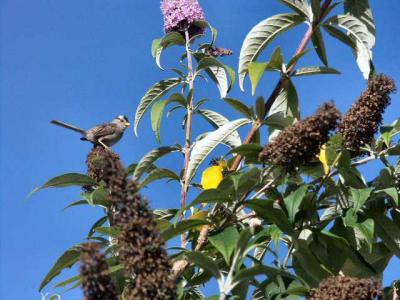 040721 Butterfly Bush And Bird