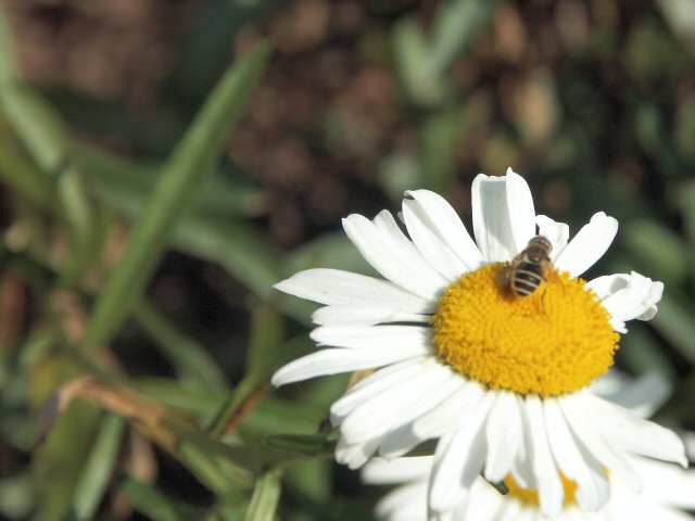 040712 Busy Bee