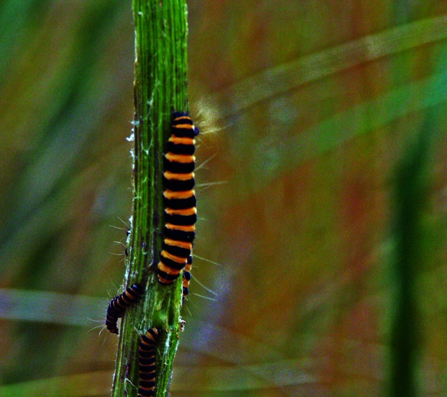 040717 A Few Caterpillars