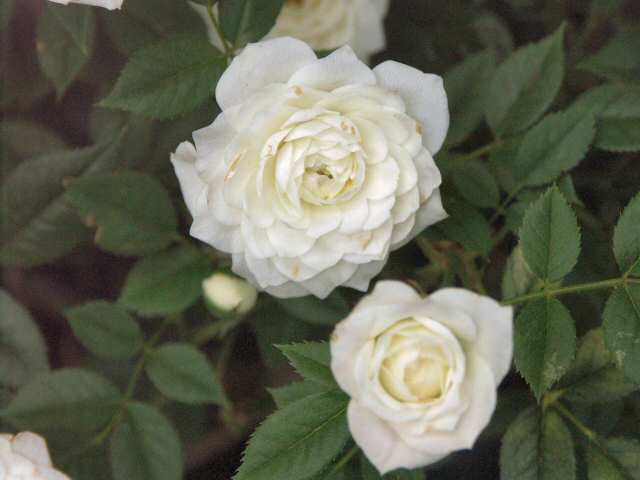 040718 Rose