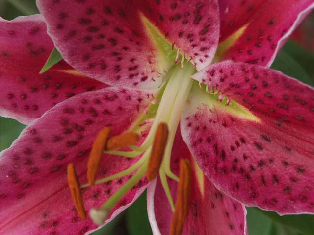 040718 Lily (Star Gazer)