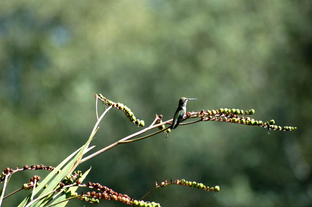 040827 Hummer