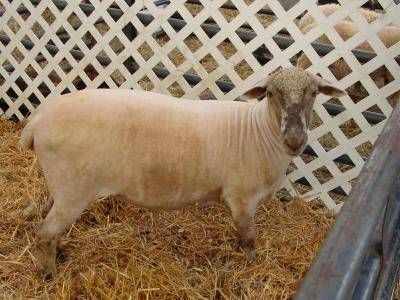 Fauquier County Fair 2004