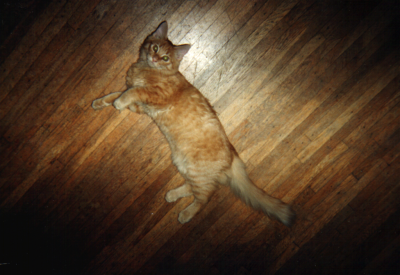 AttackKitty