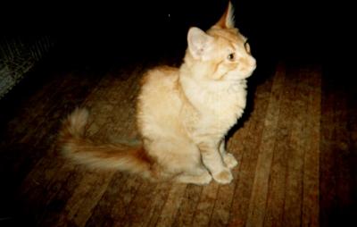 HunchbackKitty