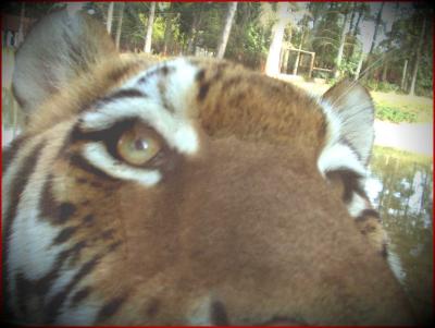 Tiger.