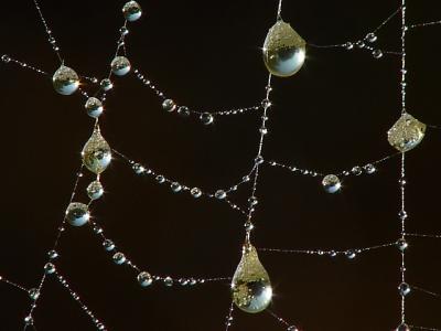 web pearls 10560