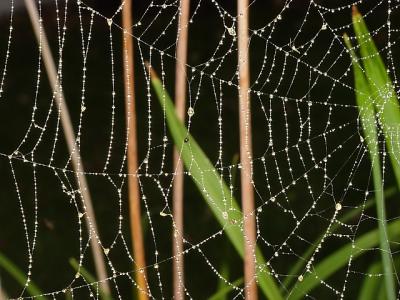 web pearls 10608