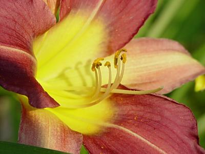 lily 10678