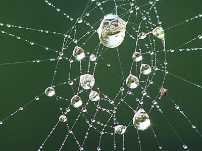 web-pearls 10672