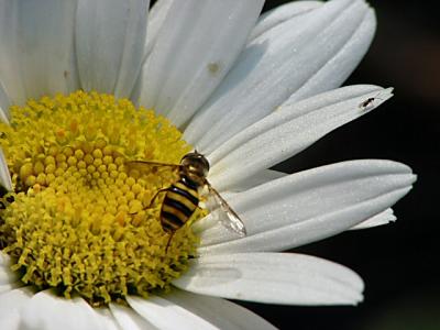 honeybee 10701