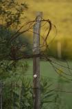Post & Wire